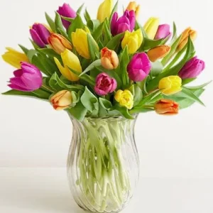 Tulips in Bloom